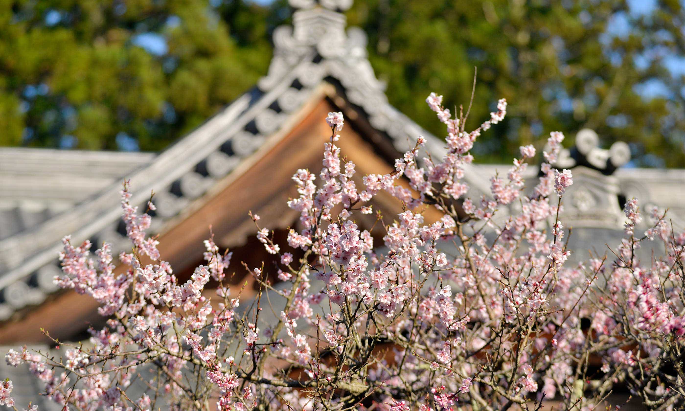 公式 関山 中尊寺 岩手県平泉 天台宗東北大本山